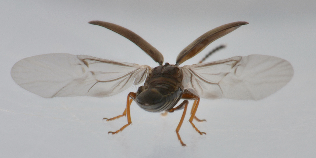 Anthicidae, Microhoria fasciata helvetica